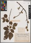Foto von Salix caprea L.
